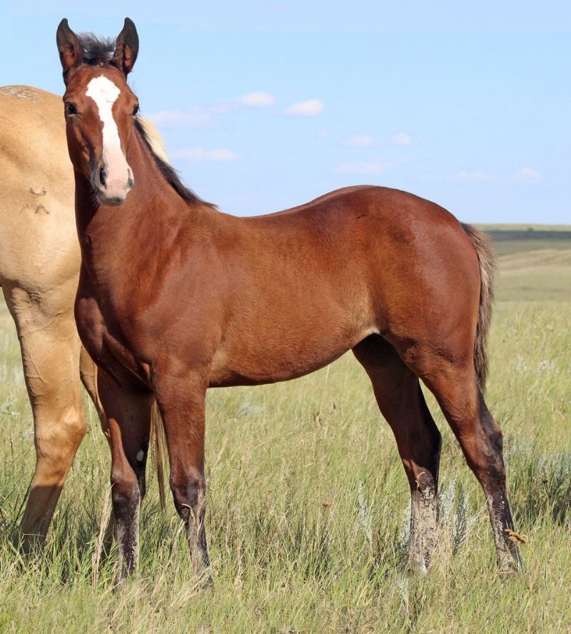 047 - Julie Colonel filly